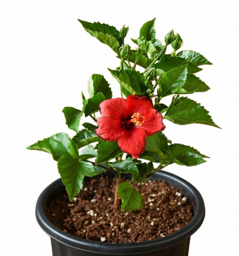 Hibiscus Plant