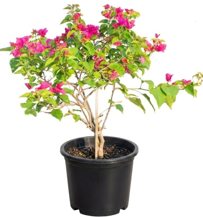 -Bougainvillea, Boganvilla plant,- XL