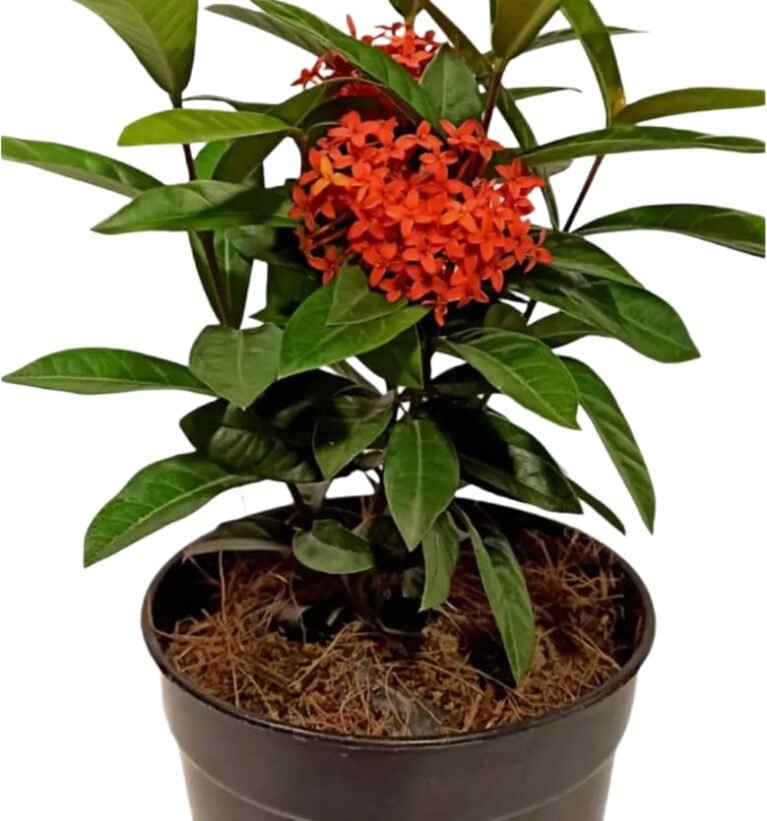 -Ixora Plant-(Any Colour)