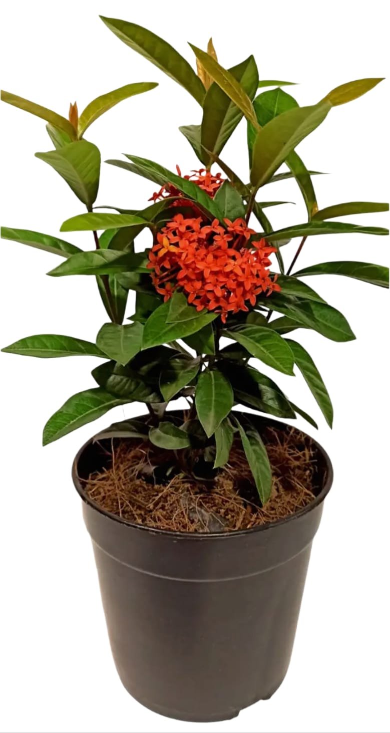 -Ixora Plant-(Any Colour)