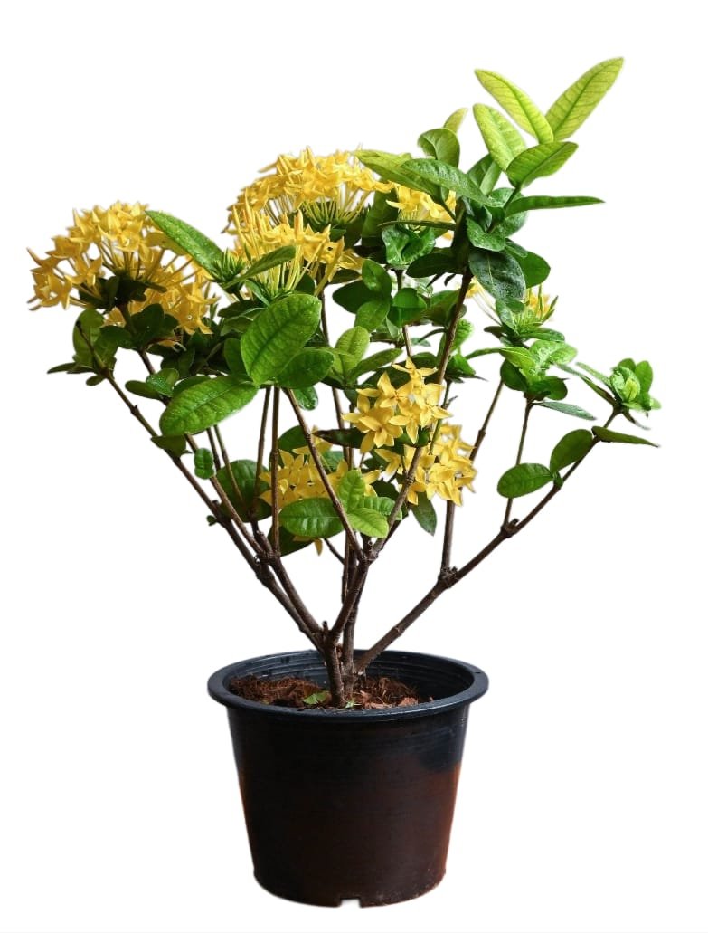-Ixora Plant-(Any Colour)