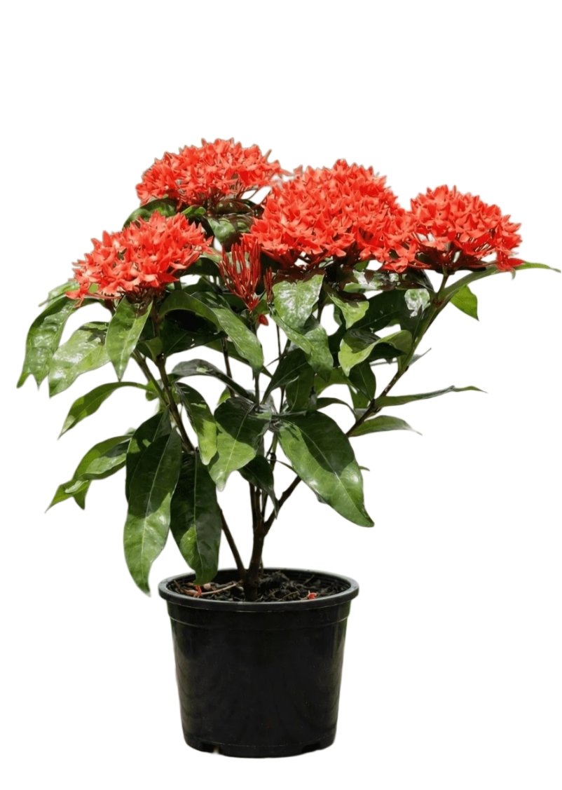 -Ixora Plant-(Any Colour)
