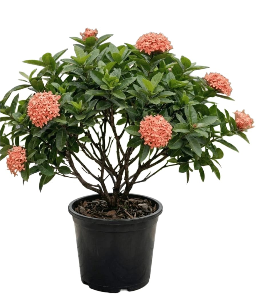 -Ixora Plant-(Any Colour)