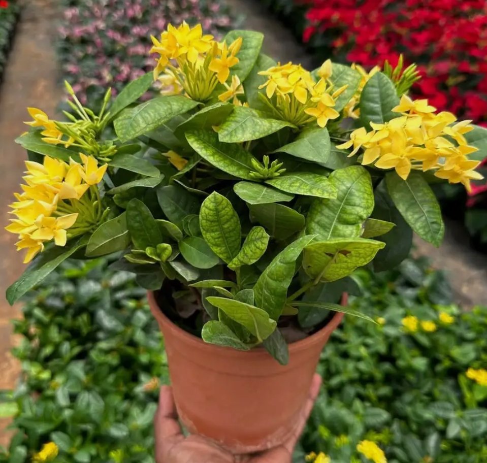 -Ixora Plant-(Any Colour)