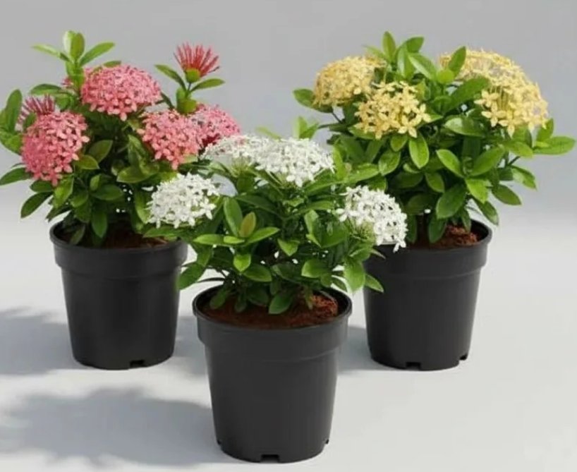 -Ixora Plant-(Any Colour)