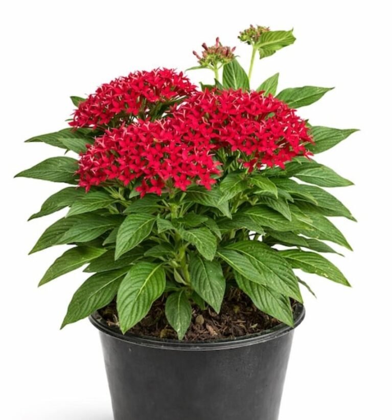 -Pentas Plant-(Any Colour