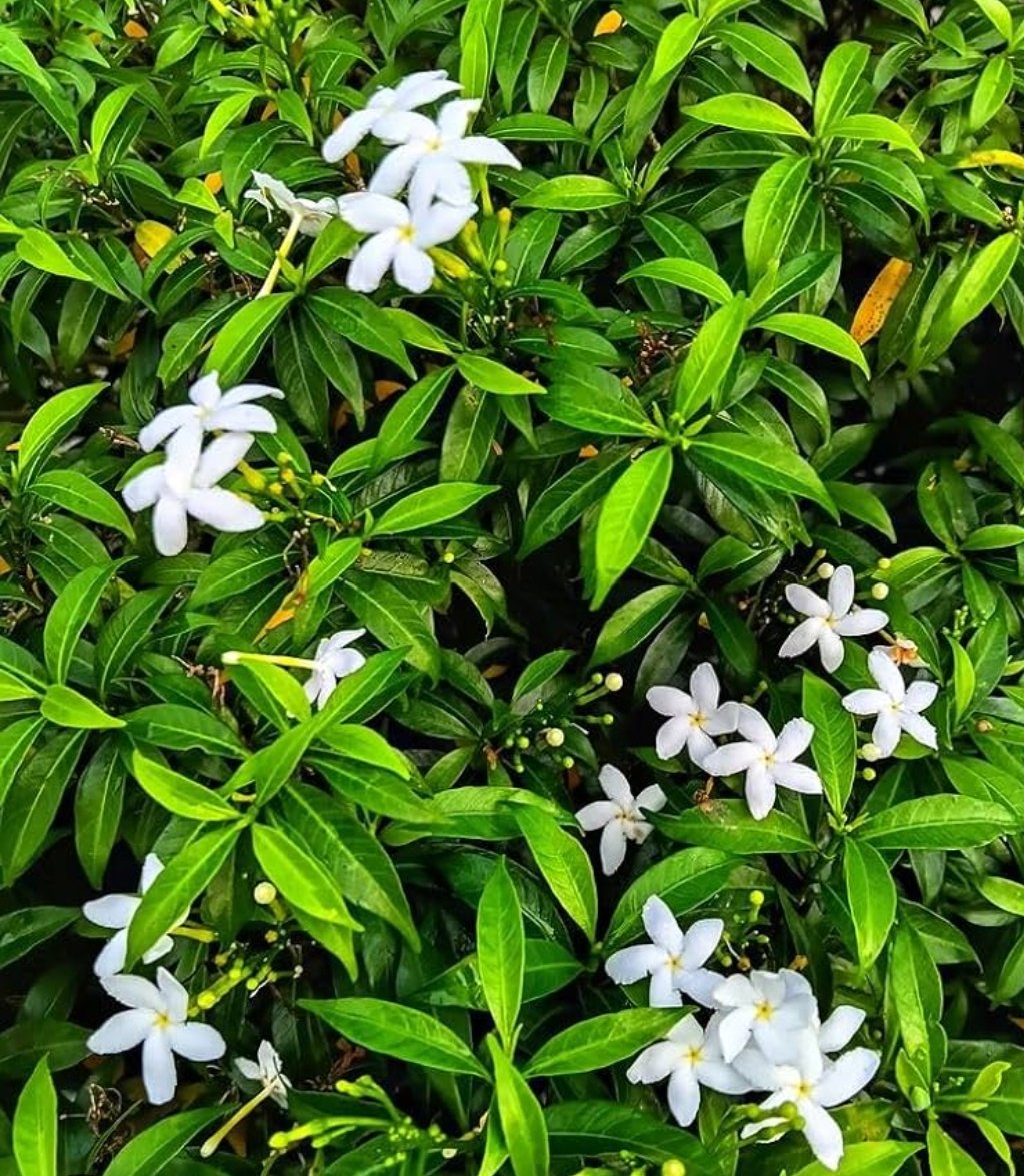 -Tagar Plant-