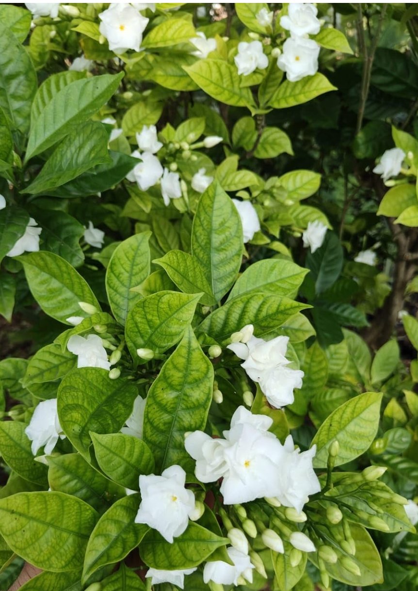 -Tagar Plant-