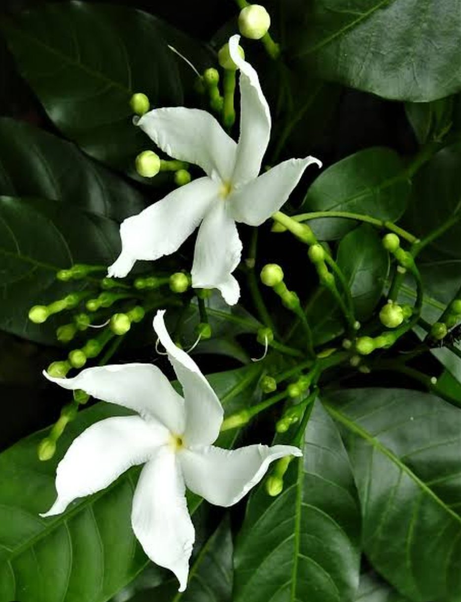 -Tagar Plant-