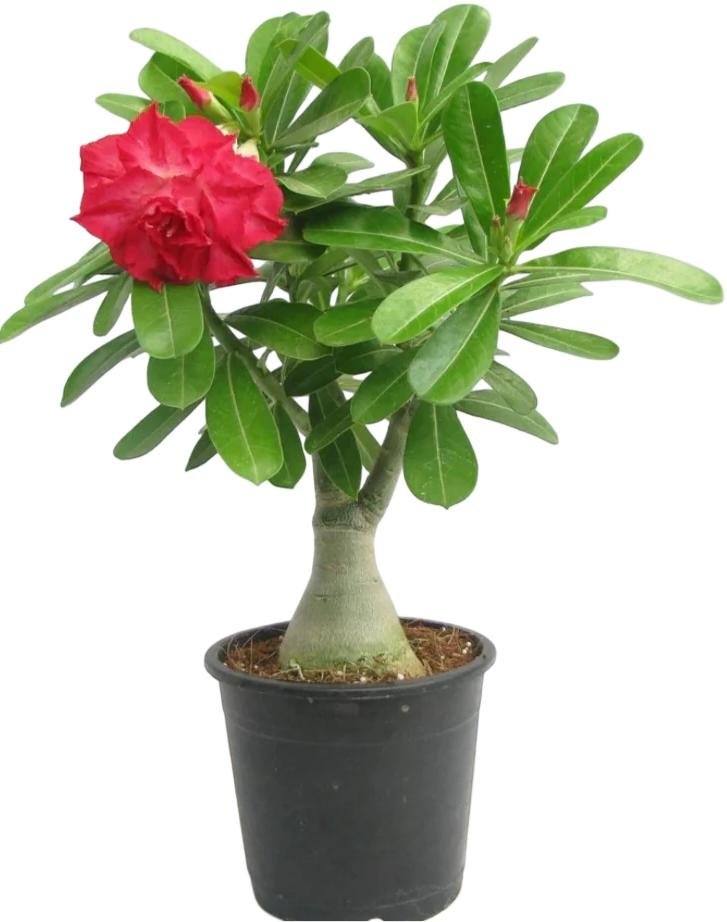 -Adenium Plant-(Any Colour)