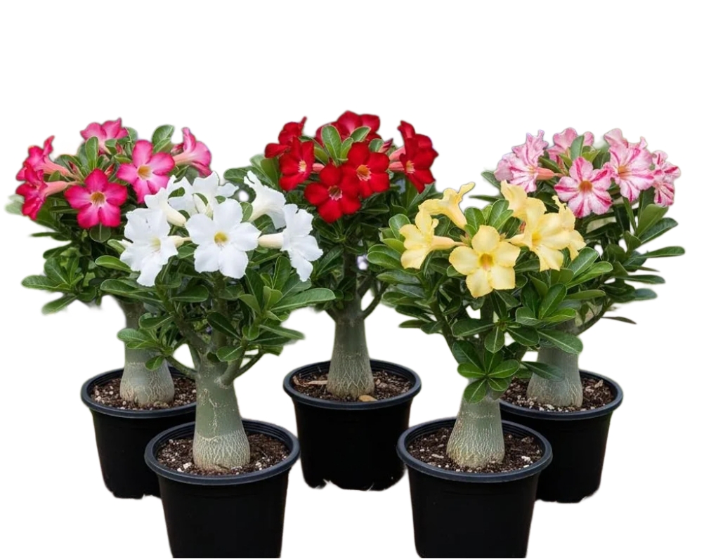 -Adenium Plant-(Any Colour)