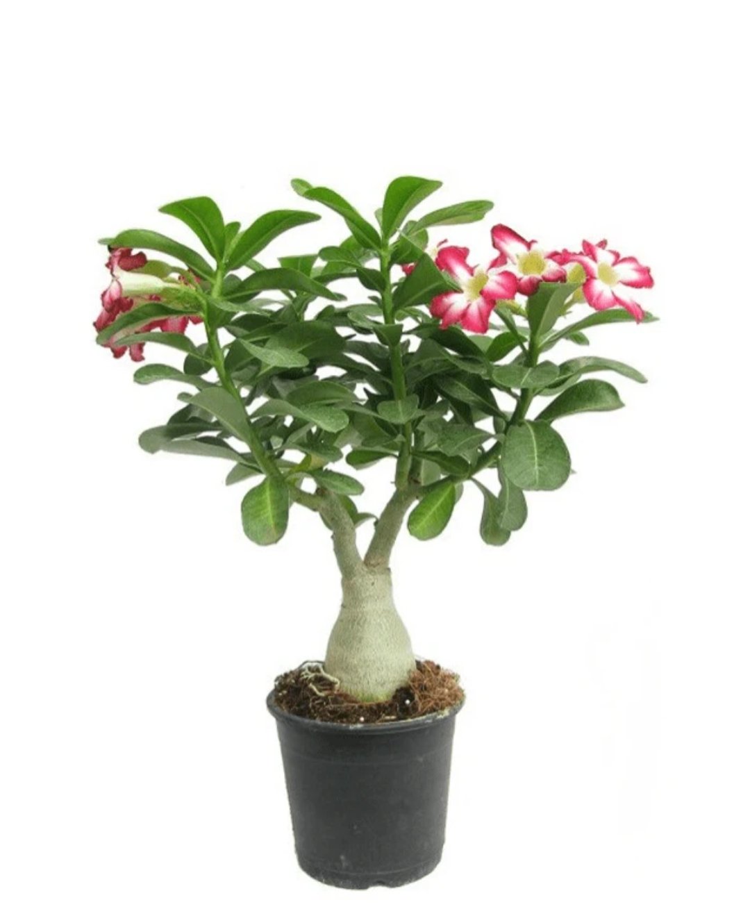 -Adenium Plant-(Any Colour)