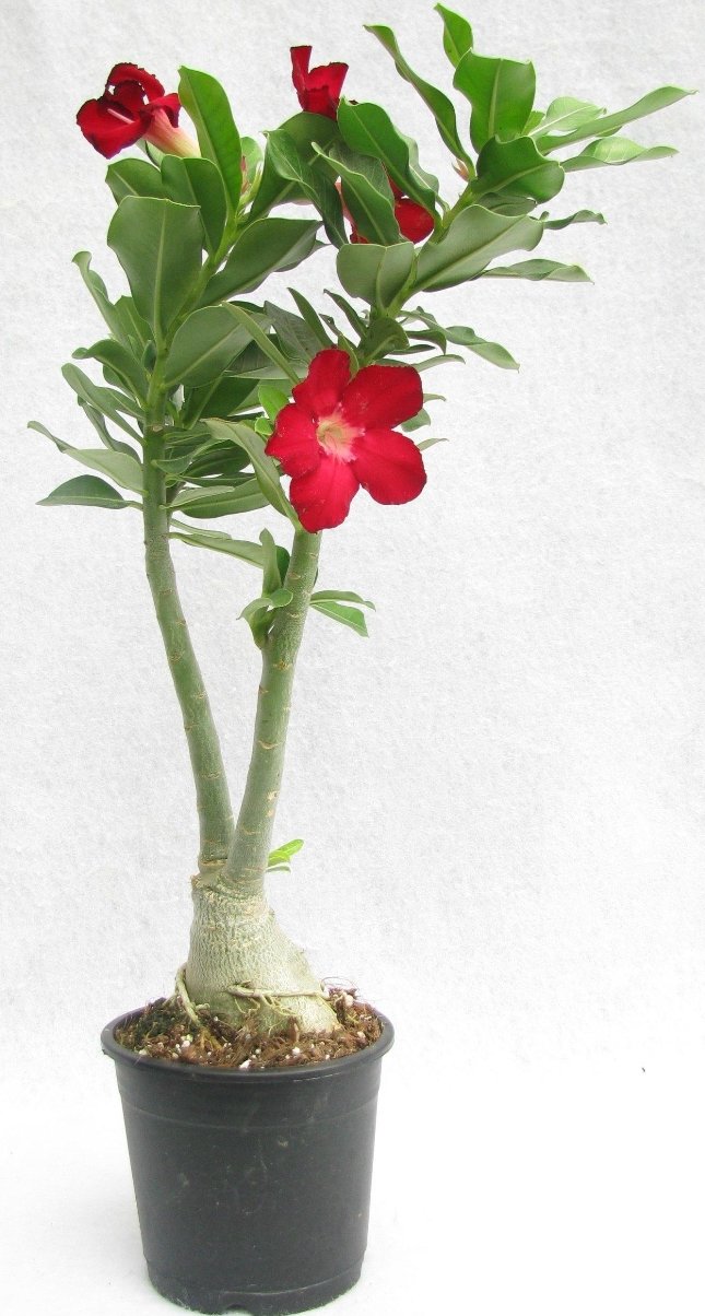 -Adenium Plant-(Any Colour)