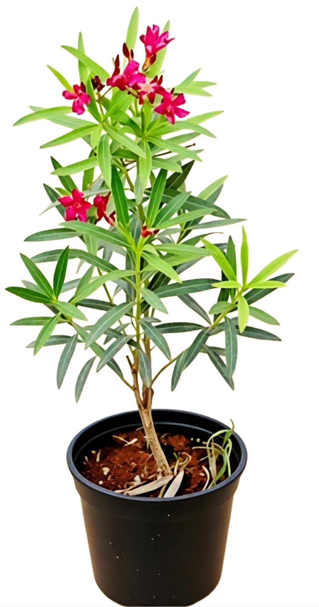 -Kaner Plant-
