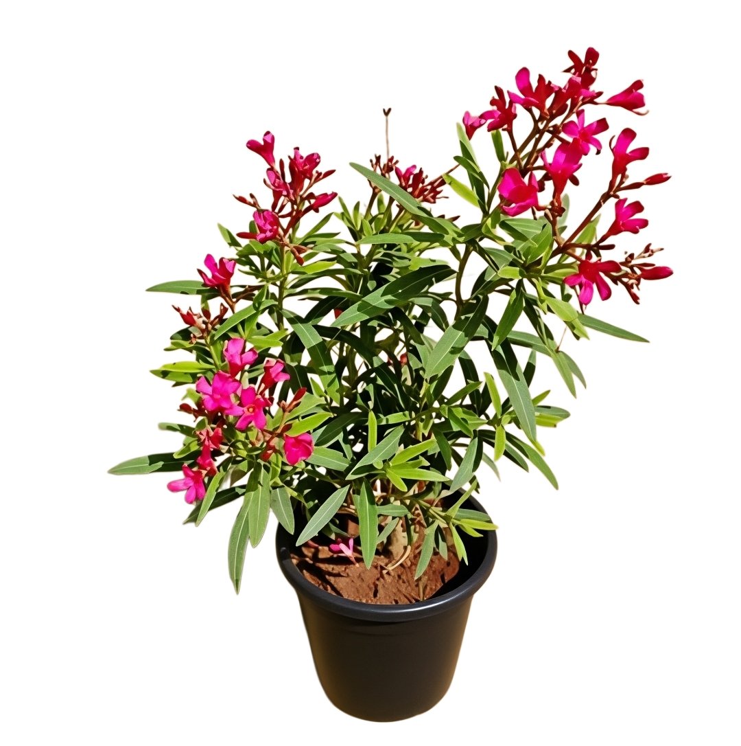 -Kaner Plant-
