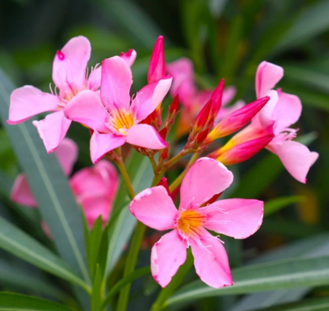 -Kaner Plant-