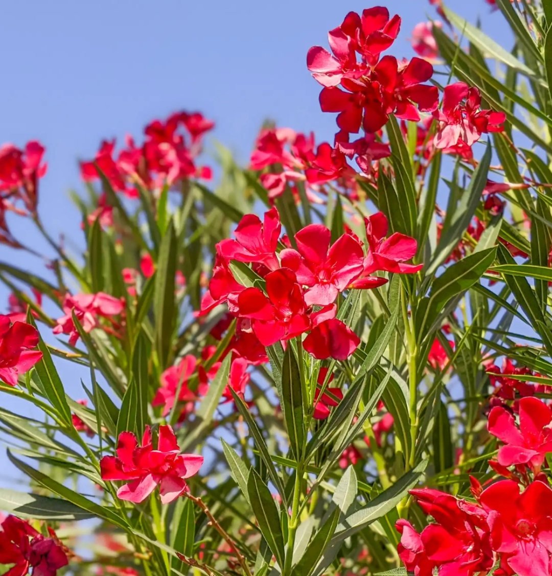 -Kaner Plant-