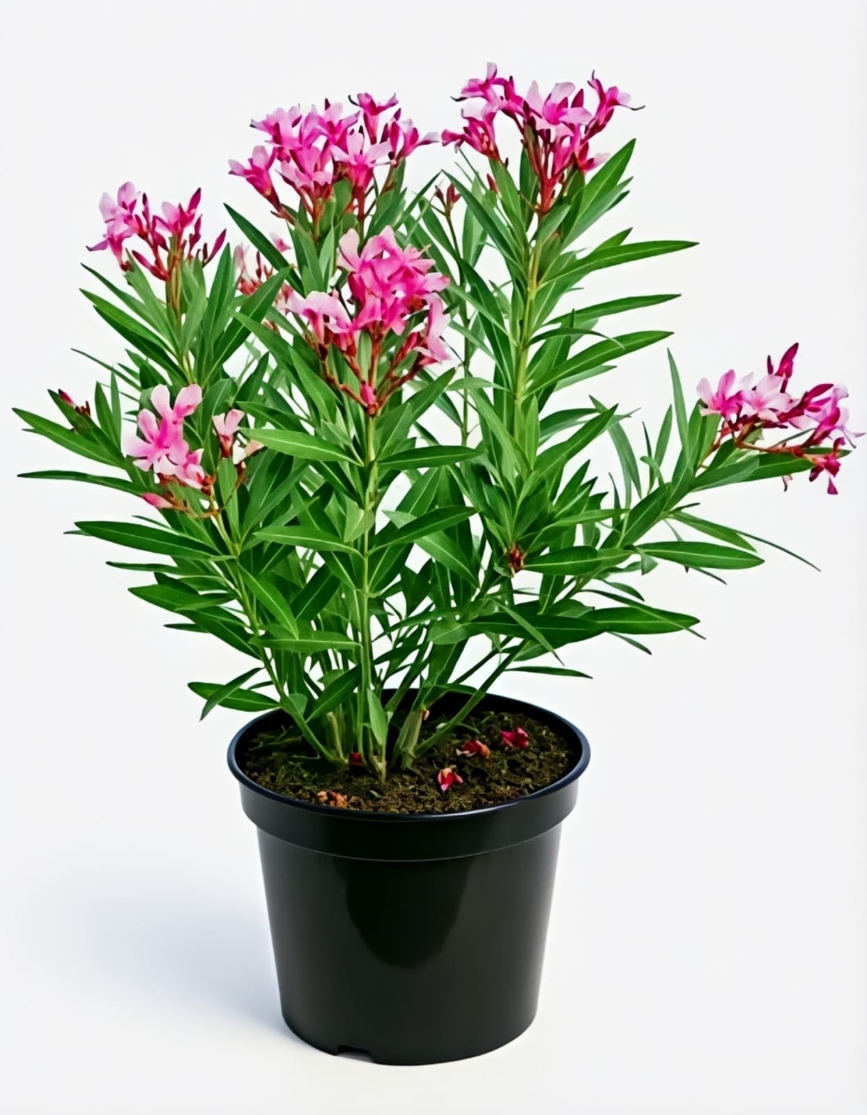 -Kaner Plant-