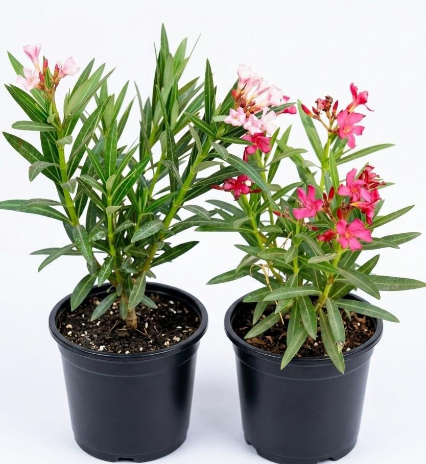 -Kaner Plant-