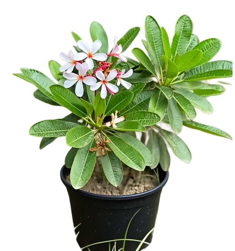 -Champa Plant-