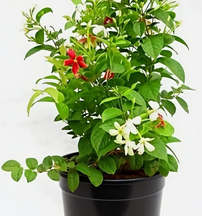 -Madhumalti Plant-