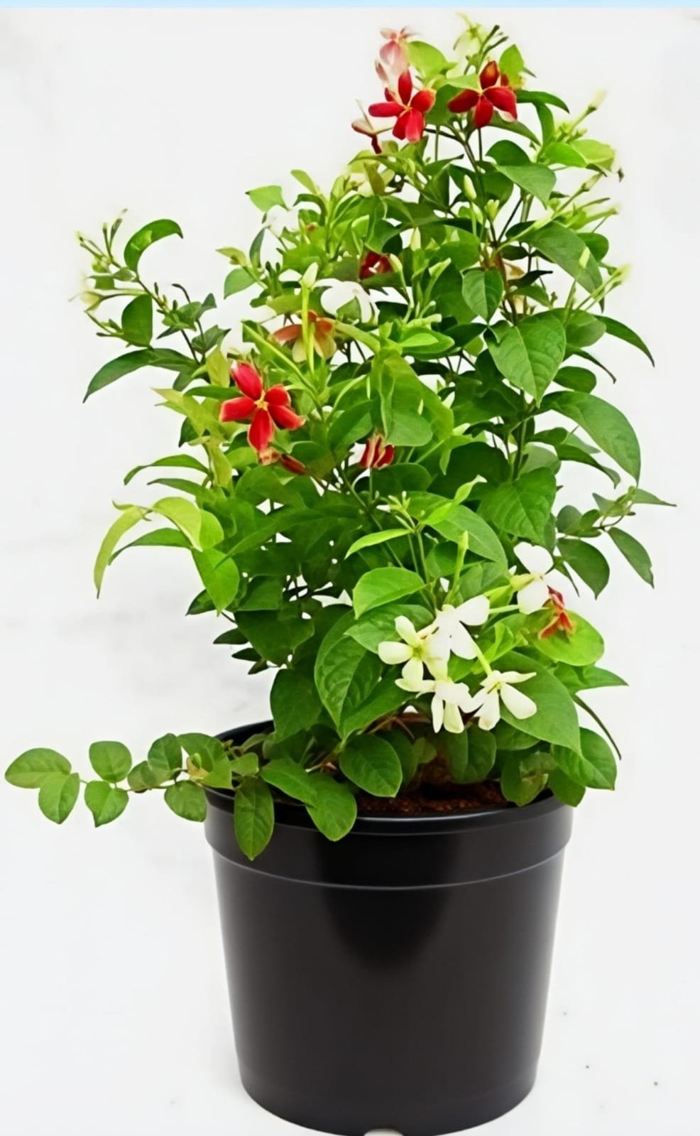 -Madhumalti Plant-