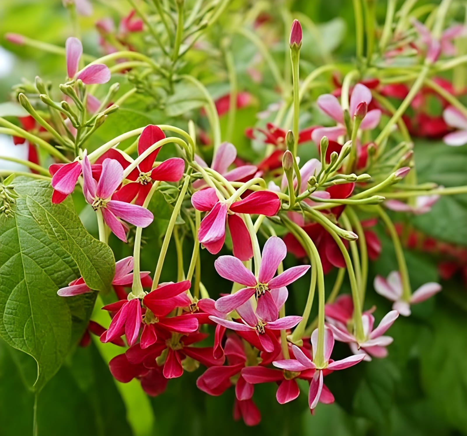 -Madhumalti Plant-