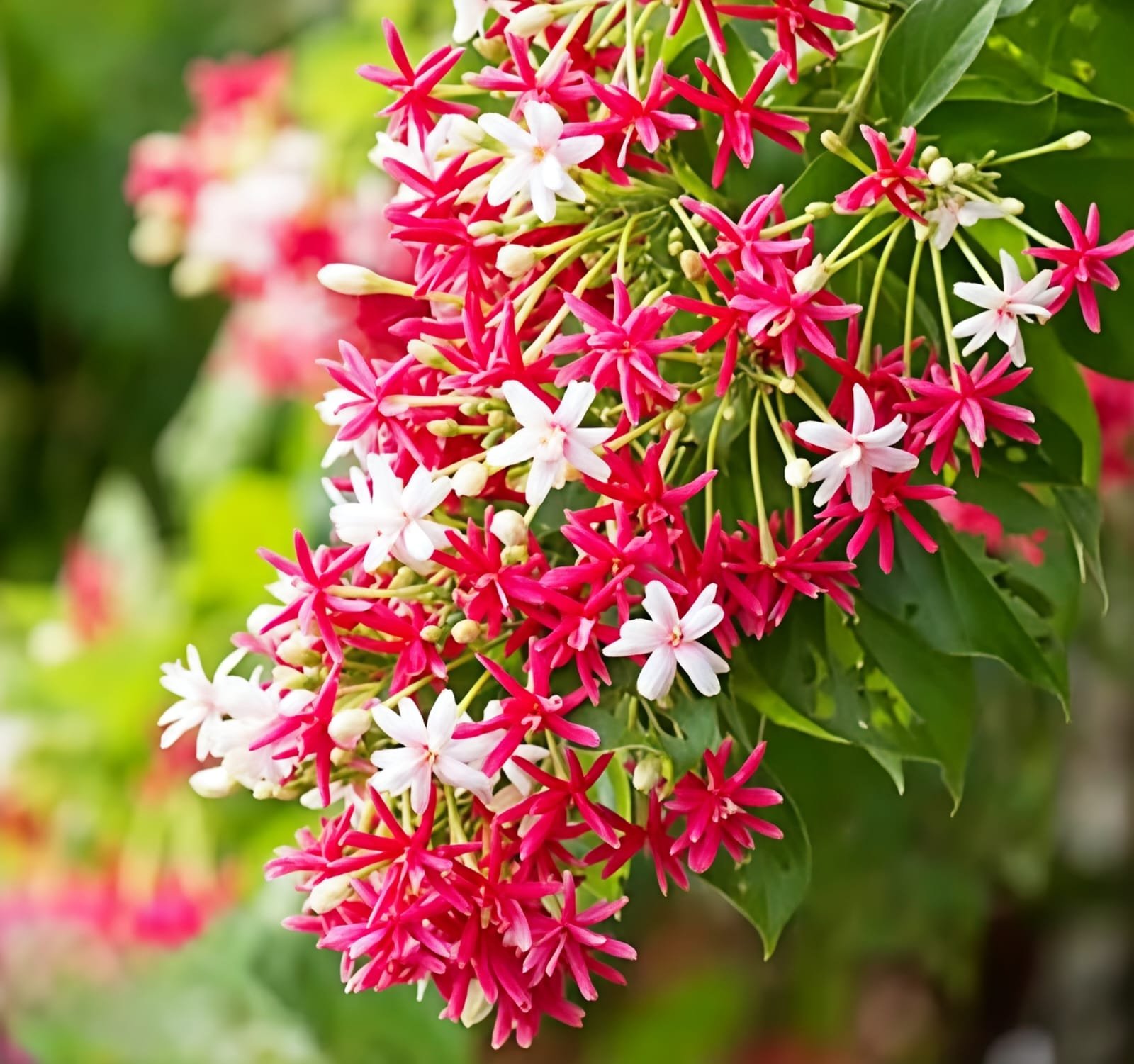 -Madhumalti Plant-