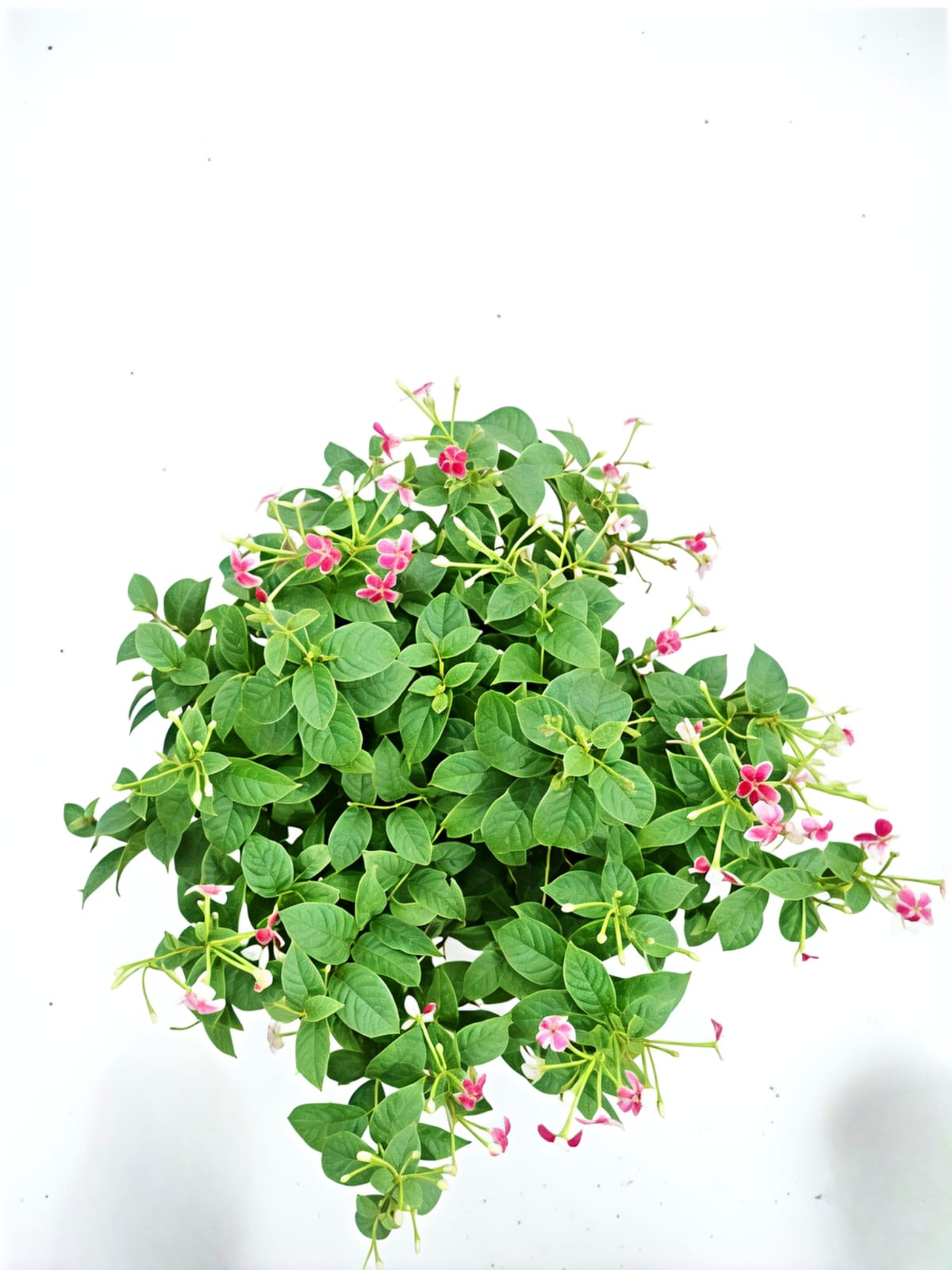-Madhumalti Plant-