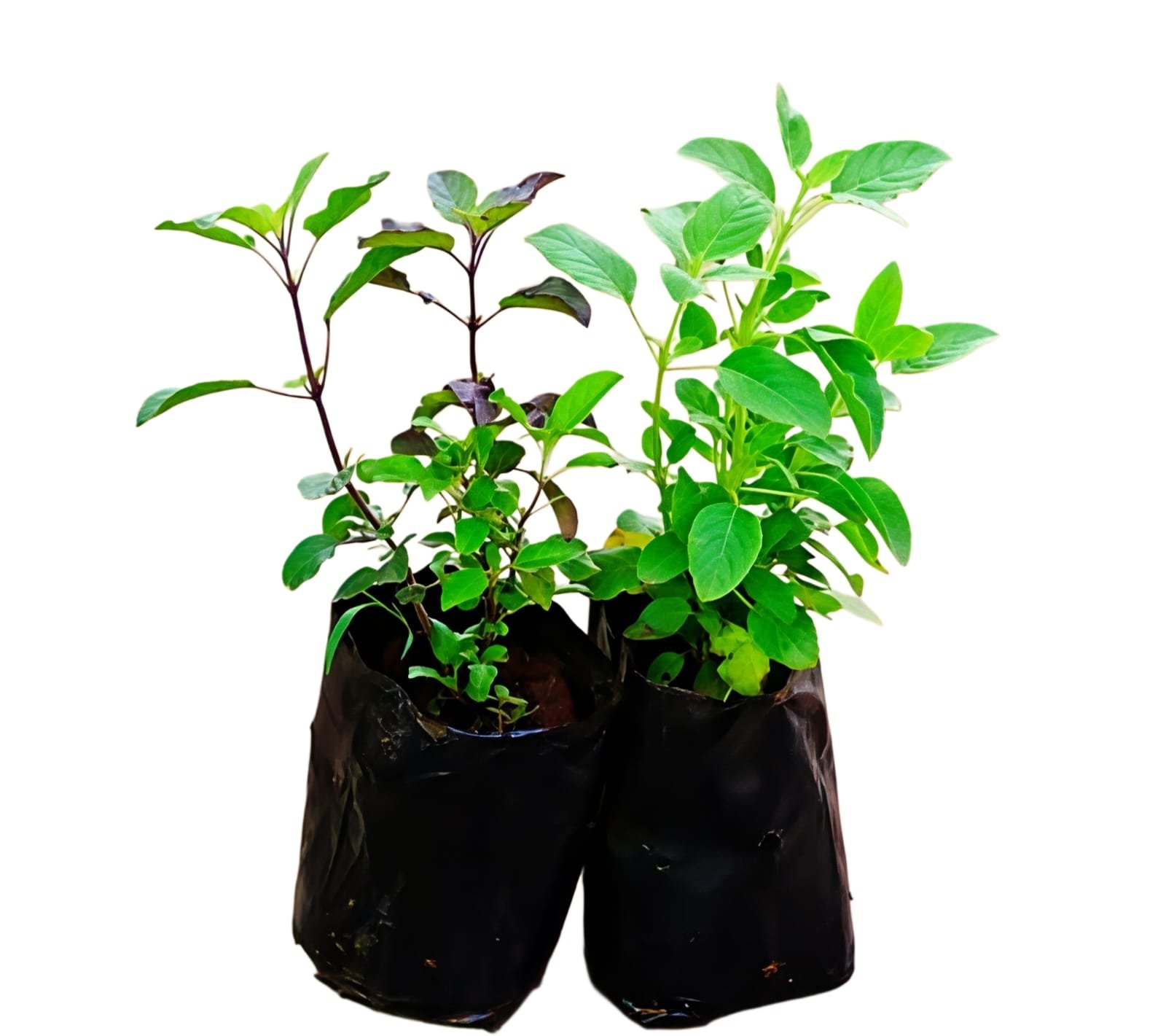 -Tulsi Plant-