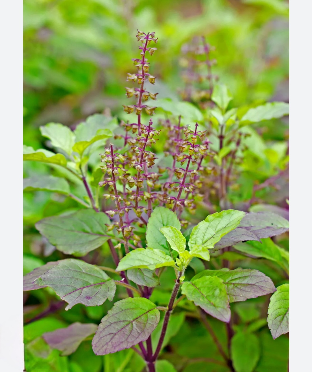 -Tulsi Plant-