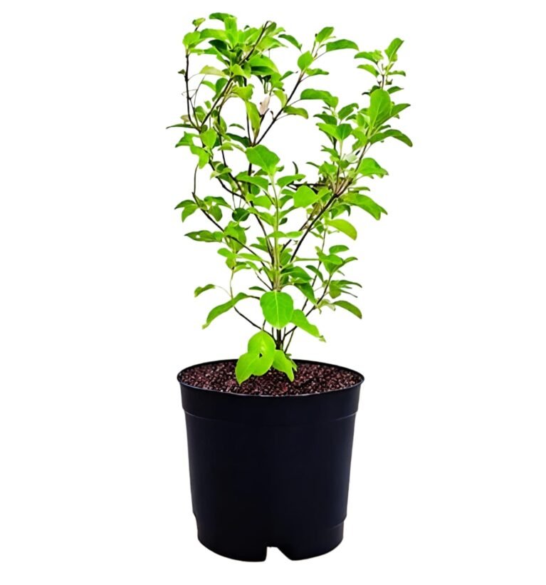 -Tulsi Plant-