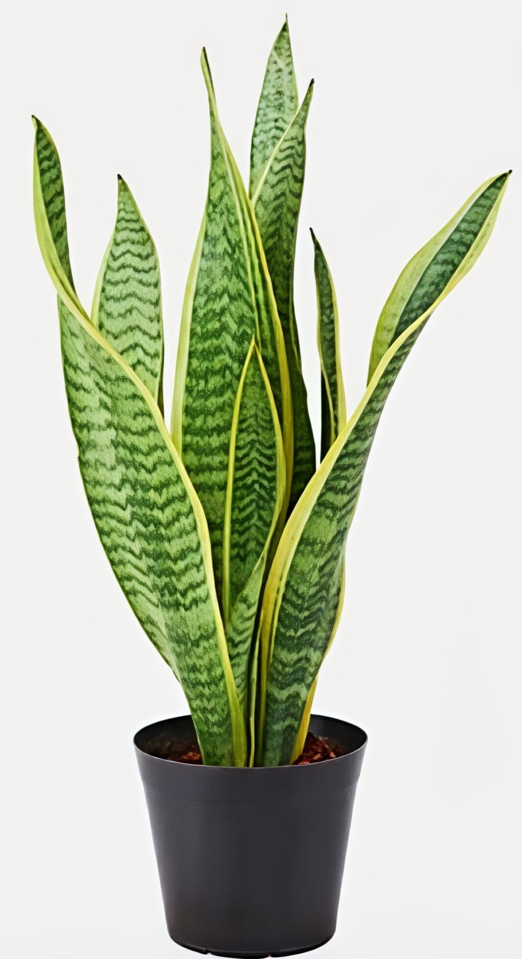 -Snake Plant-