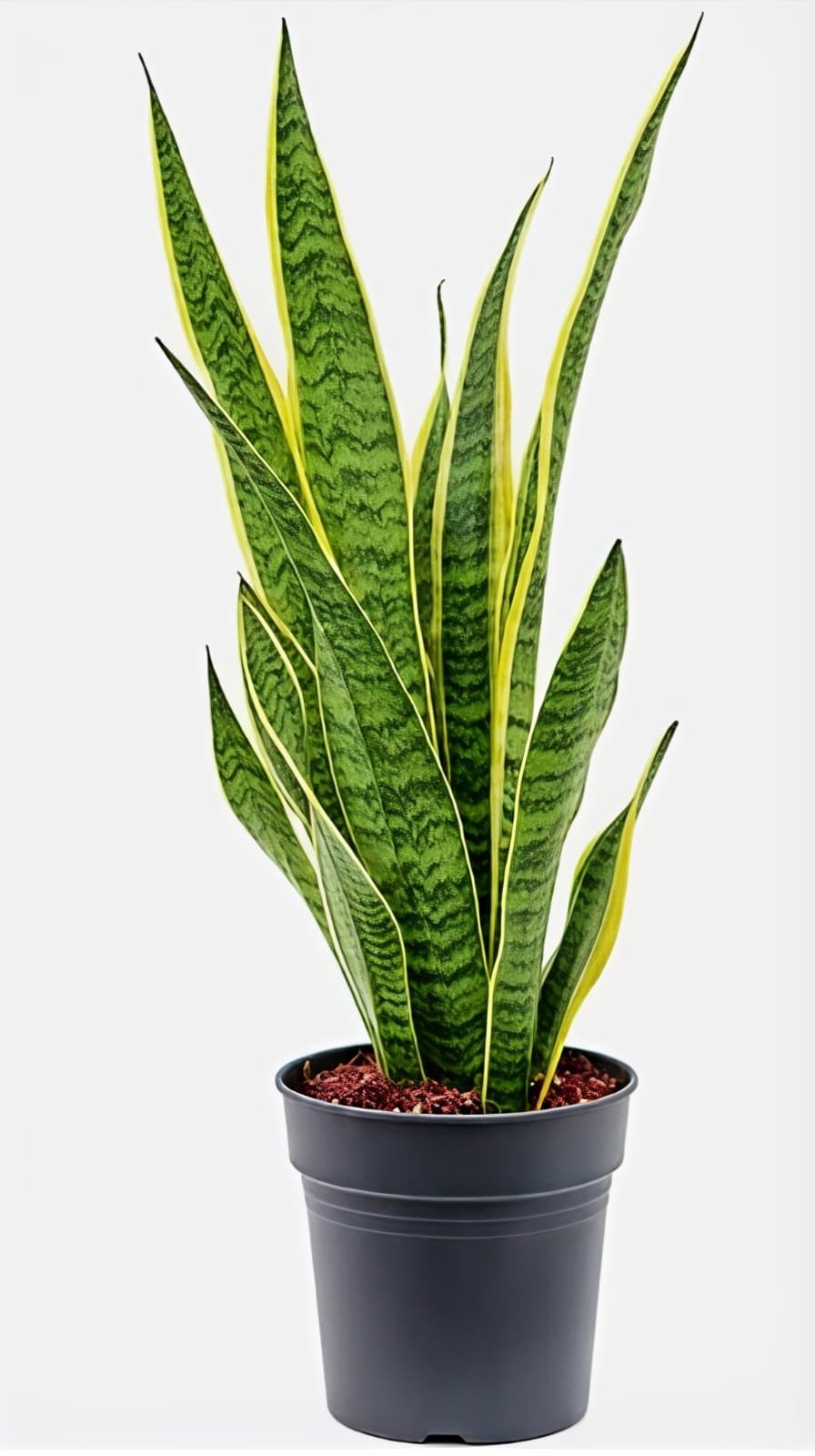 -Snake Plant-