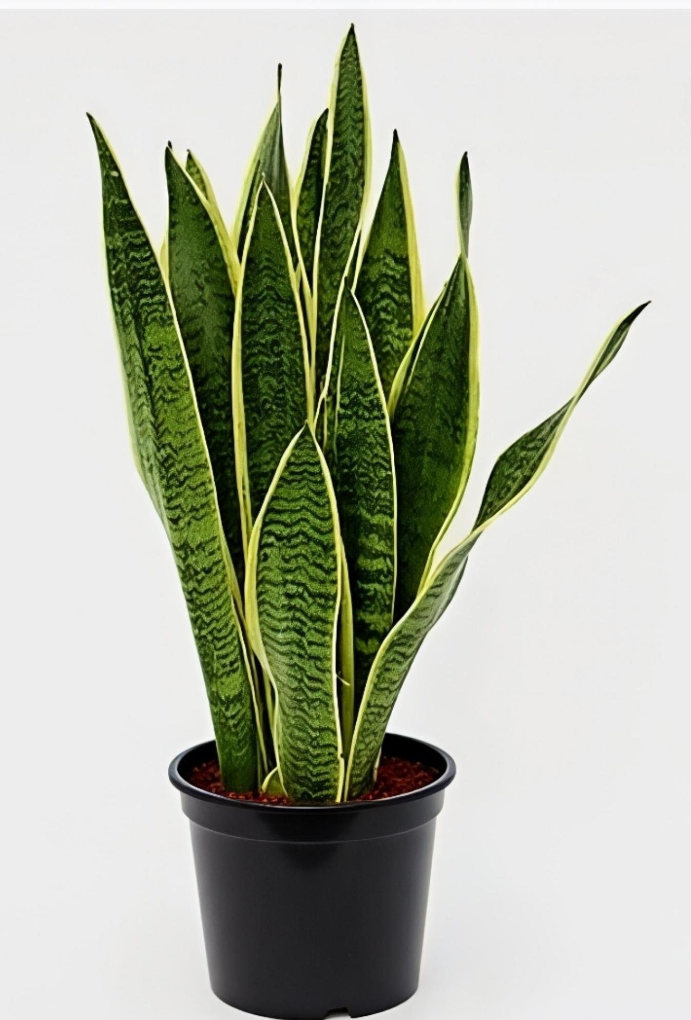 -Snake Plant-