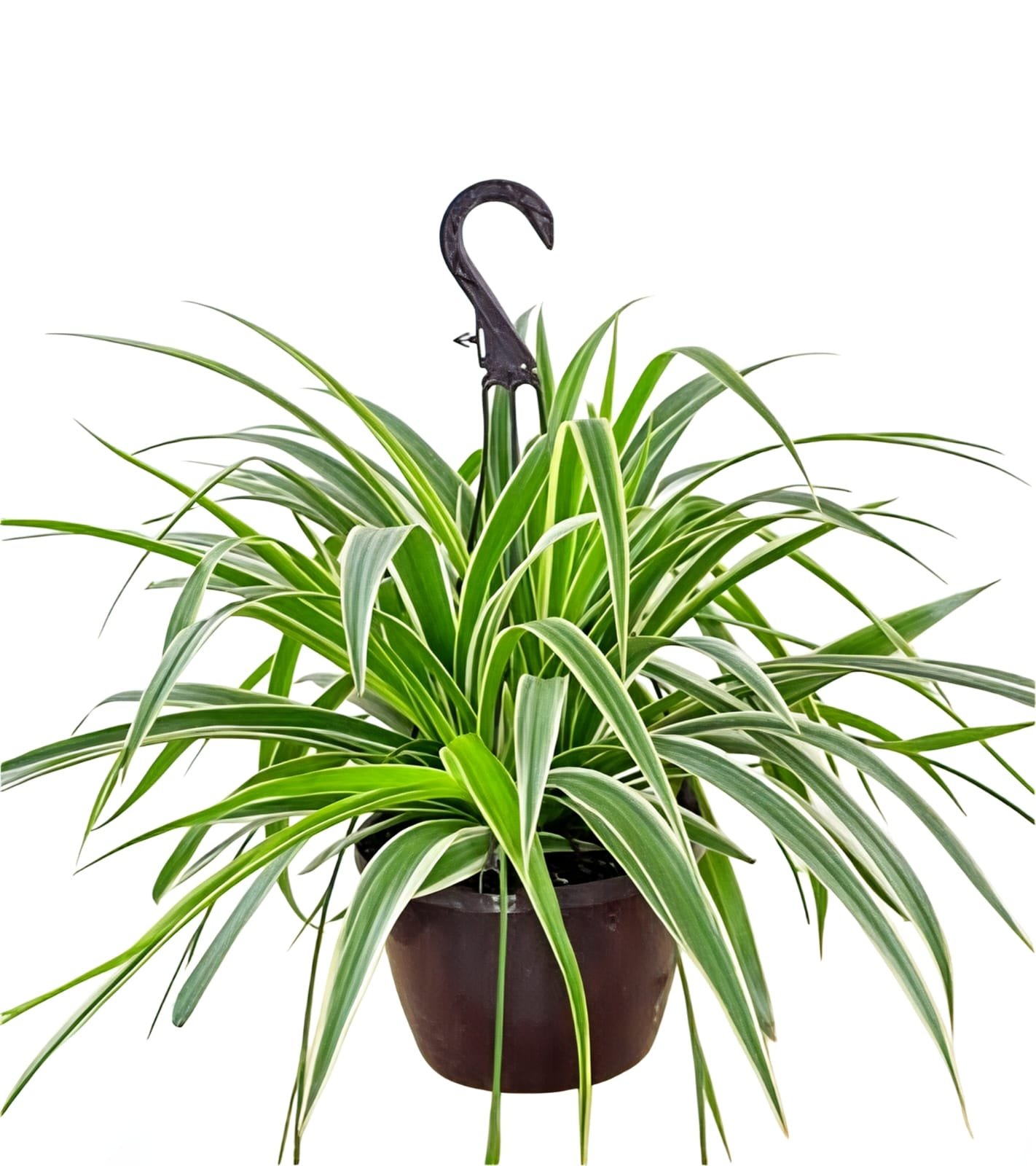 -Spider Plant-