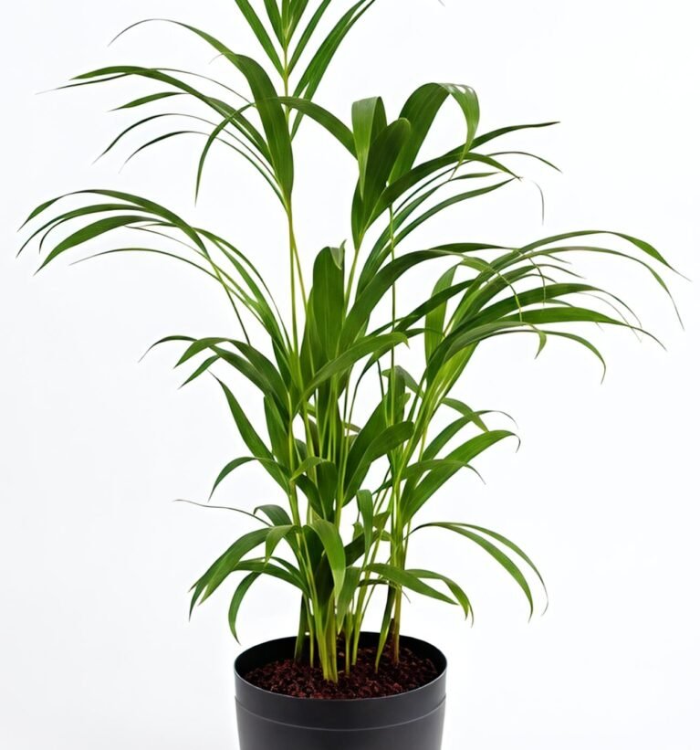 -Areca Palm-