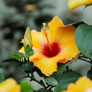 Hibiscus (Gudhal)