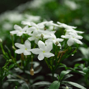 Mogra (Jasmine)