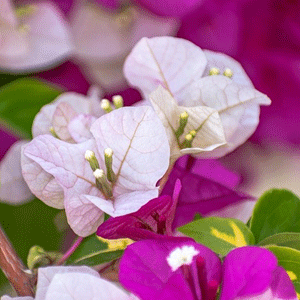 Bougainvillea