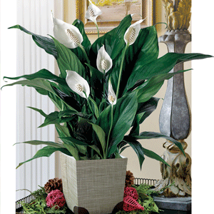 Peace Lily