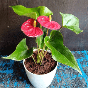 Anthurium