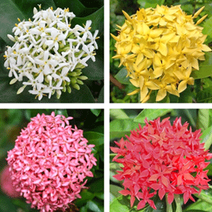Ixora (Rukmini)