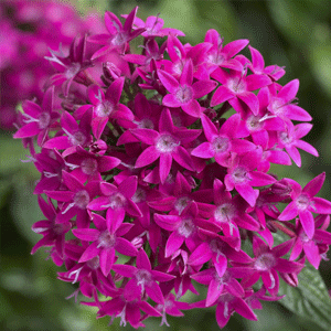 Pentas