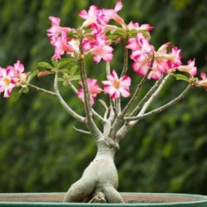 Adenium (Desert Rose)