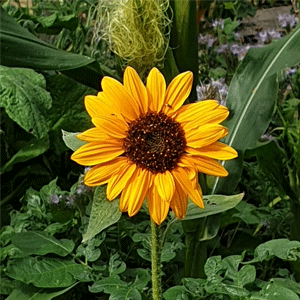 Sunflowers (Mini)
