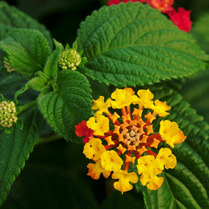 Lantana