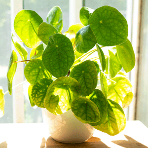 Money Plant (Golden)
