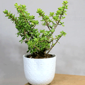 Jade Plant