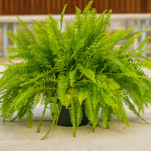 Boston Fern